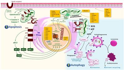 Preeclampsia: From Cellular Wellness to Inappropriate Cell Death, and the Roles of Nutrition